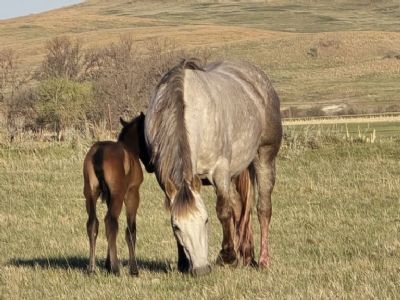 Mia Holly Gunpowder <BR> AQHA 6061500